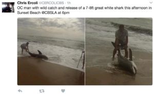 Great white shark caught Huntington beach