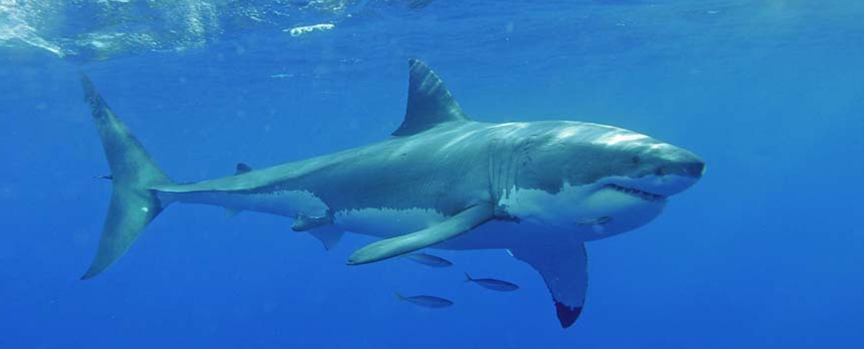 Great White Shark Sightings