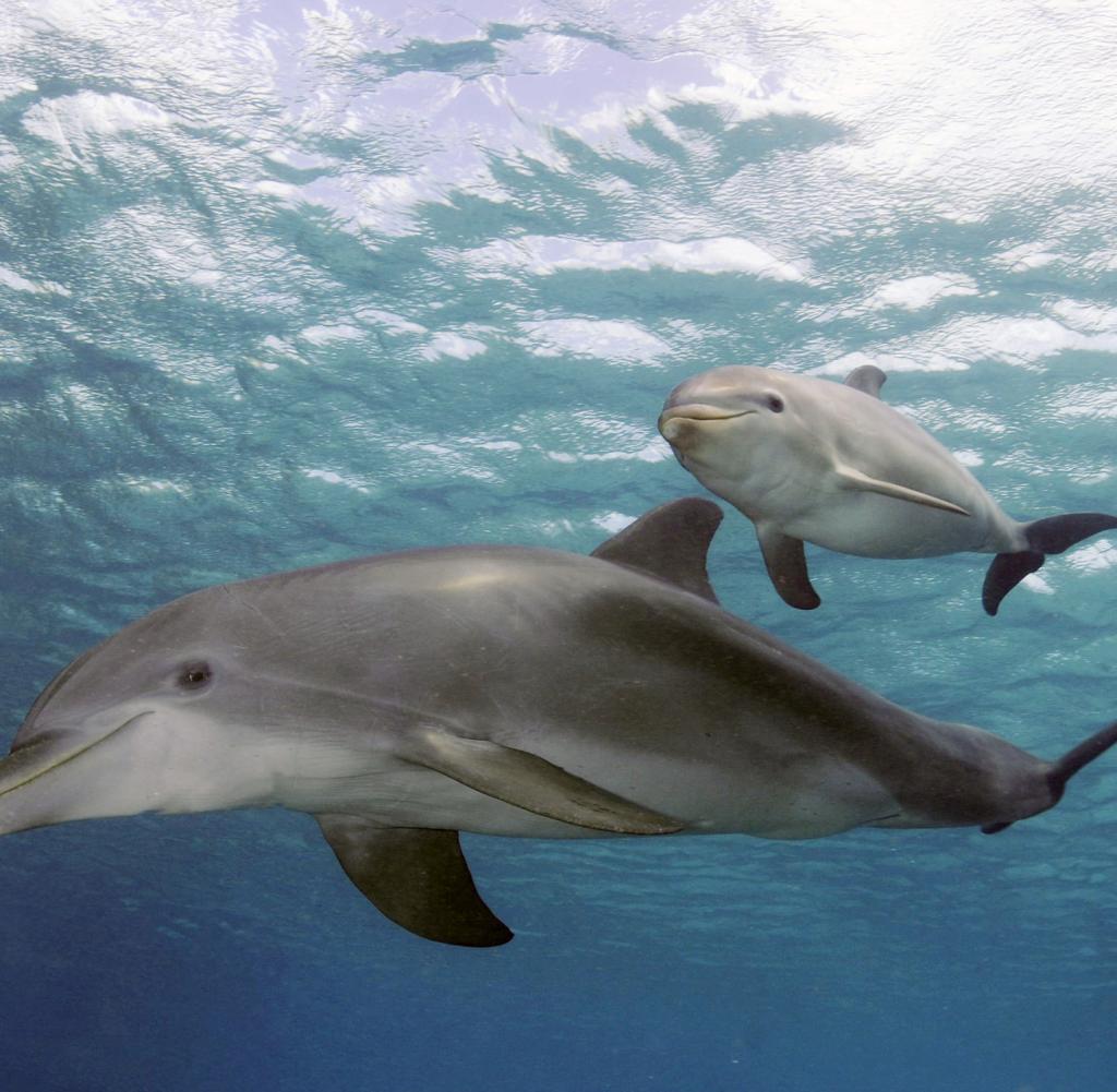 Dolphins in Huntington Beach